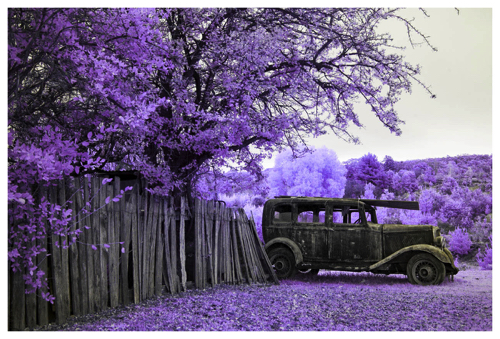 Candied Landscape Lilac